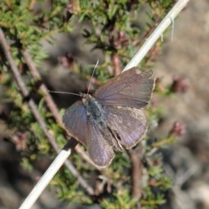 Erina (genus) at Holt, ACT - 6 Sep 2021