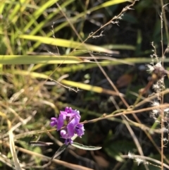 Glycine microphylla (Small-leaf Glycine) at Evans Head, NSW - 10 Sep 2021 by AliClaw