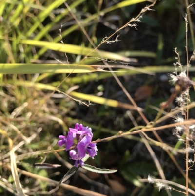 Glycine microphylla (Small-leaf Glycine) at Evans Head, NSW - 10 Sep 2021 by AliClaw