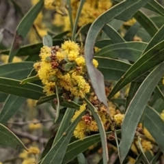 Acacia rubida (Red-stemmed Wattle, Red-leaved Wattle) at Downer, ACT - 10 Sep 2021 by abread111