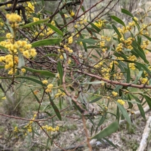 Acacia rubida at Downer, ACT - 10 Sep 2021