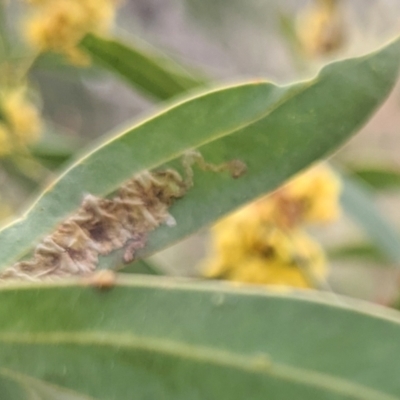 Unidentified Insect at Mount Majura - 10 Sep 2021 by abread111