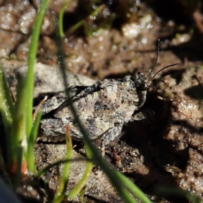 Tetrigidae (family) (Pygmy grasshopper) at Holt, ACT - 7 Sep 2021 by CathB