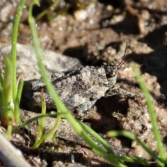 Tetrigidae (family) at Holt, ACT - 7 Sep 2021