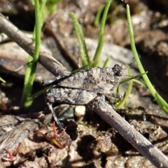 Tetrigidae (family) at Holt, ACT - 7 Sep 2021