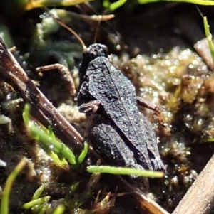 Tetrigidae (family) at Holt, ACT - 7 Sep 2021