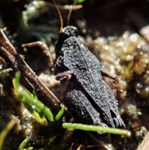 Tetrigidae (family) at Holt, ACT - 7 Sep 2021