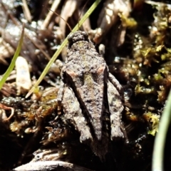 Tetrigidae (family) (Pygmy grasshopper) at Holt, ACT - 7 Sep 2021 by CathB