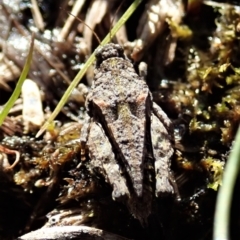 Tetrigidae (family) (Pygmy grasshopper) at Mount Painter - 7 Sep 2021 by CathB