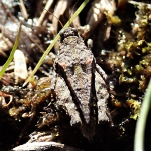 Tetrigidae (family) at Holt, ACT - 7 Sep 2021