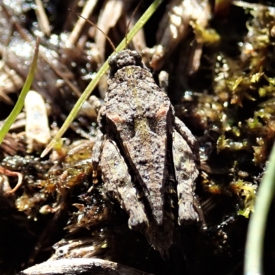 Tetrigidae (family) (Pygmy grasshopper) at Mount Painter - 7 Sep 2021 by CathB