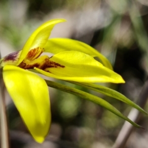 Diuris chryseopsis at Denman Prospect, ACT - 10 Sep 2021