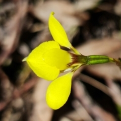 Diuris chryseopsis at Denman Prospect, ACT - suppressed