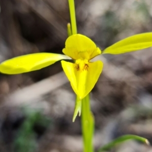 Diuris chryseopsis at Denman Prospect, ACT - suppressed