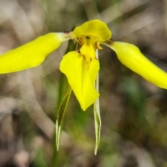 Diuris chryseopsis at Denman Prospect, ACT - suppressed