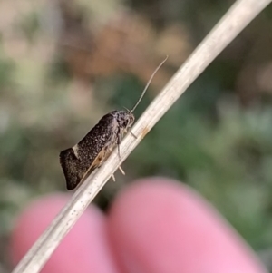 Leistomorpha brontoscopa at Murrumbateman, NSW - 10 Sep 2021