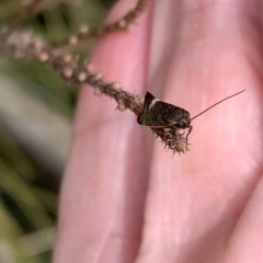 Leistomorpha brontoscopa at Murrumbateman, NSW - 10 Sep 2021