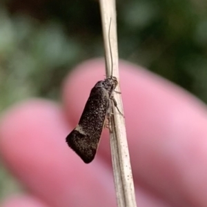 Leistomorpha brontoscopa at Murrumbateman, NSW - 10 Sep 2021 12:06 PM