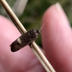 Leistomorpha brontoscopa at Murrumbateman, NSW - 10 Sep 2021