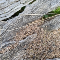 Papyrius sp. (genus) (A Coconut Ant) at O'Malley, ACT - 10 Sep 2021 by Mike