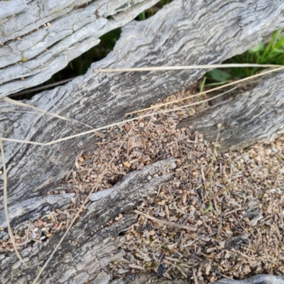 Papyrius sp. (genus) (A Coconut Ant) at O'Malley, ACT - 10 Sep 2021 by Mike