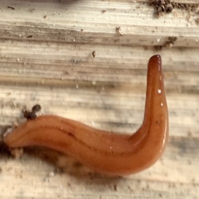 Anzoplana trilineata (A Flatworm) at Murrumbateman, NSW - 10 Sep 2021 by SimoneC