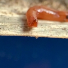 Anzoplana trilineata at Murrumbateman, NSW - 10 Sep 2021 01:07 PM