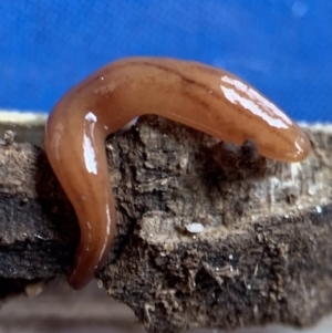 Anzoplana trilineata at Murrumbateman, NSW - 10 Sep 2021 01:07 PM