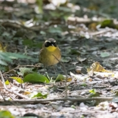 Neosericornis citreogularis (Yellow-throated Scrubwren) at Robertson, NSW - 8 Sep 2021 by NigeHartley