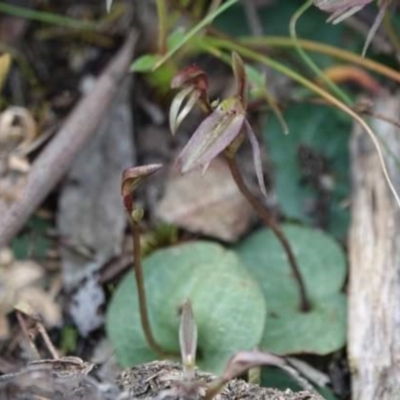 Cyrtostylis reniformis (Common Gnat Orchid) by UserYYUcWrIf