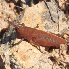 Goniaea opomaloides (Mimetic Gumleaf Grasshopper) at Tuggeranong Hill - 8 Sep 2021 by owenh