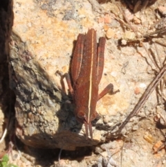 Goniaea opomaloides at Theodore, ACT - 8 Sep 2021 01:54 PM