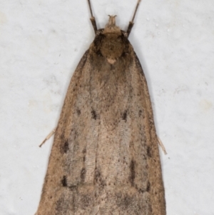 Oecophoridae provisional group 5 at Melba, ACT - 2 Sep 2021 07:19 PM