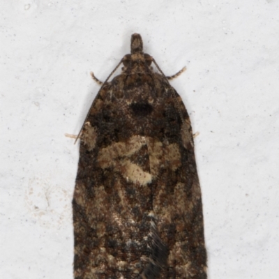 Thrincophora impletana (a Tortrix moth) at Melba, ACT - 2 Sep 2021 by kasiaaus