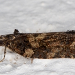 Thrincophora impletana at Melba, ACT - 2 Sep 2021