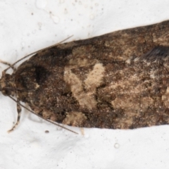 Thrincophora impletana at Melba, ACT - 2 Sep 2021