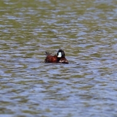 Oxyura australis (Blue-billed Duck) at Stranger Pond - 10 Sep 2021 by RodDeb