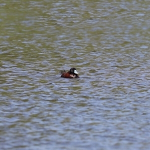 Oxyura australis at Bonython, ACT - 10 Sep 2021