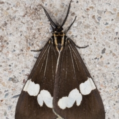 Nyctemera amicus at Melba, ACT - 31 Aug 2021 10:23 PM