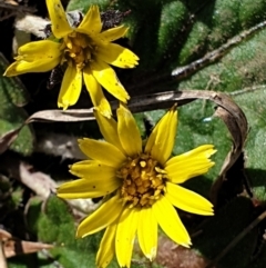 Cymbonotus sp. (preissianus or lawsonianus) (Bears Ears) at Cook, ACT - 10 Sep 2021 by drakes