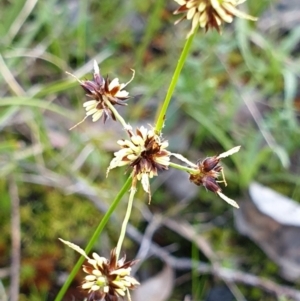 Luzula meridionalis at Cook, ACT - 10 Sep 2021 09:42 AM