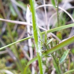 Luzula meridionalis at Cook, ACT - 10 Sep 2021 09:42 AM