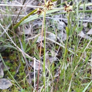 Luzula meridionalis at Cook, ACT - 10 Sep 2021