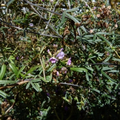 Glycine clandestina (Twining Glycine) at Queanbeyan West, NSW - 5 Sep 2021 by Paul4K