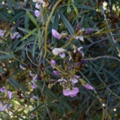 Glycine clandestina at Queanbeyan West, NSW - 5 Sep 2021 10:07 AM