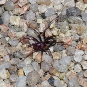 Habronestes bradleyi at Boro, NSW - suppressed