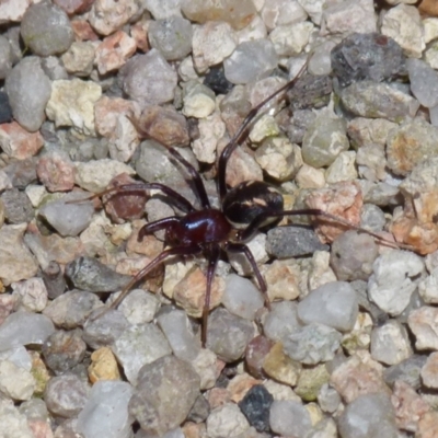 Habronestes bradleyi (Bradley's Ant-Eating Spider) at Boro, NSW - 7 Sep 2021 by Paul4K