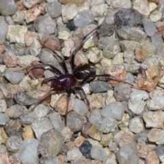 Habronestes bradleyi at Boro, NSW - suppressed