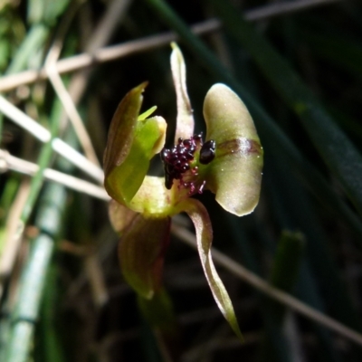 Chiloglottis trapeziformis (Diamond Ant Orchid) at Boro - 7 Sep 2021 by Paul4K