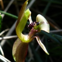 Chiloglottis trapeziformis at Boro, NSW - suppressed